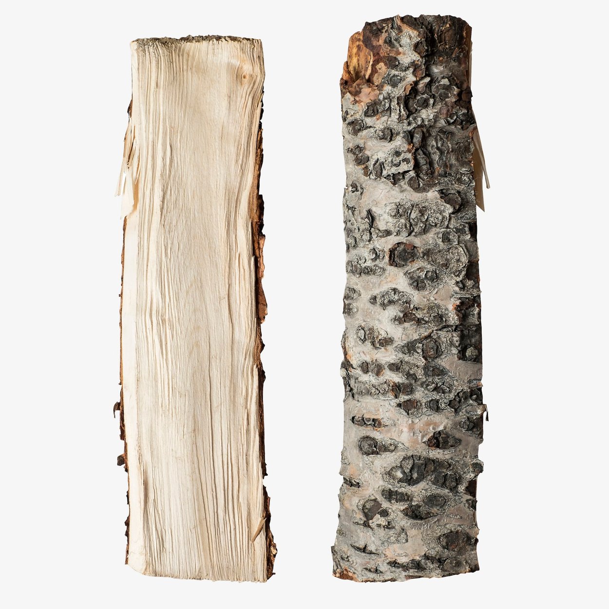 Betula pendula (Abedul)