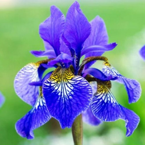 Iris