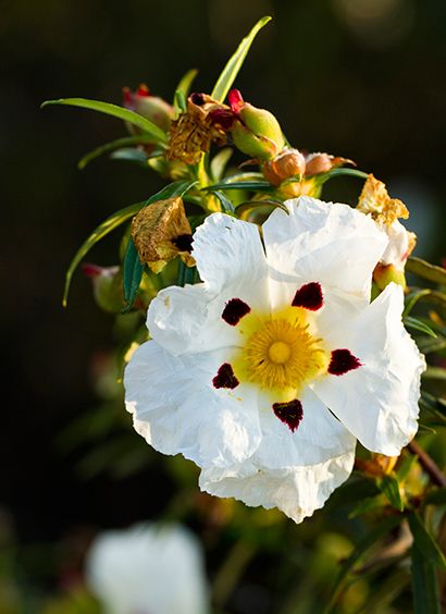 Cistus ladanifer (Ládano)