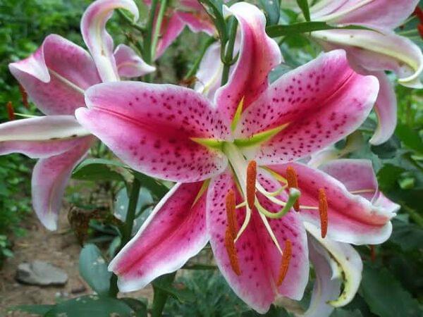 Lilium