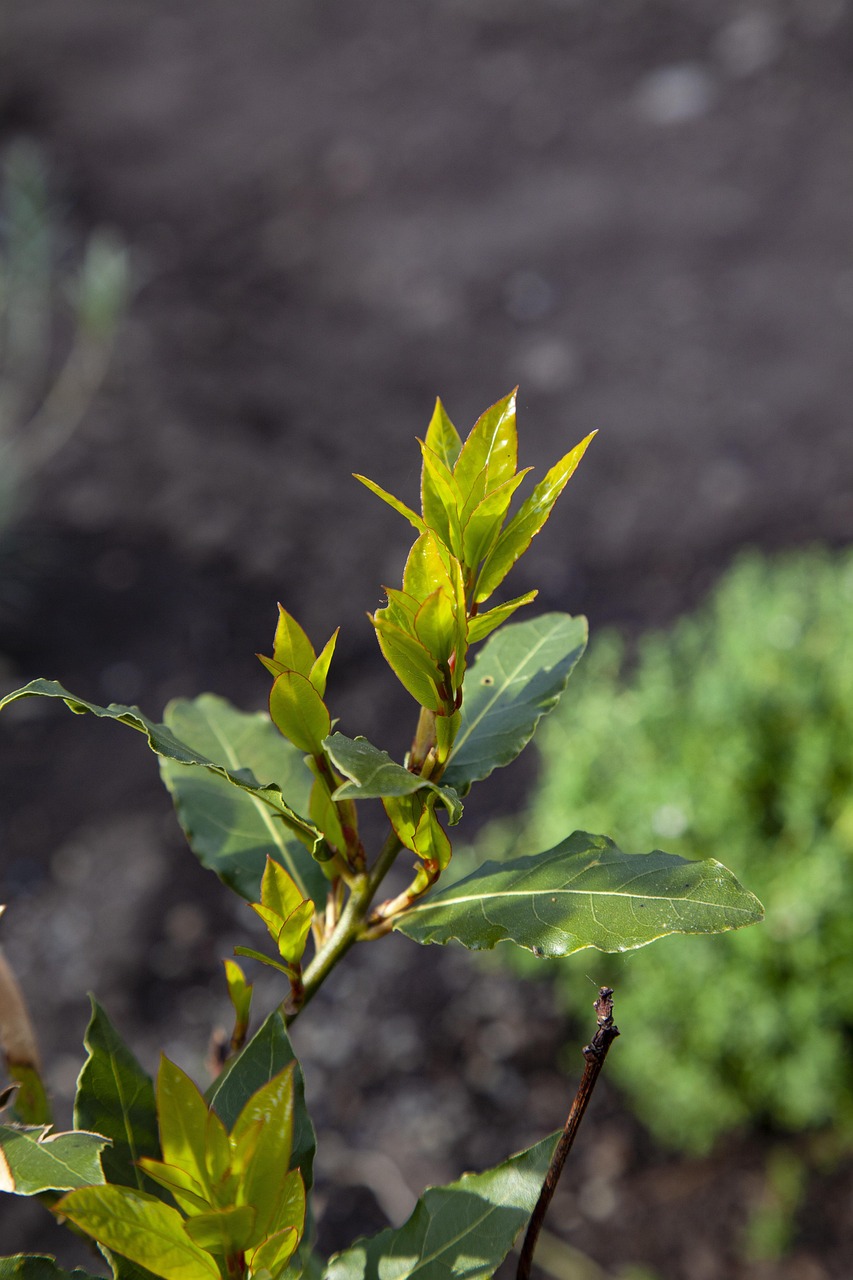 Laurus nobilis (Laurel)